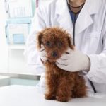 Spese veterinarie 2023 detrazione su modello 730 ecco il vademecum