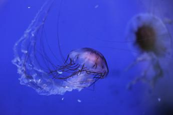 Vermocane ricci tracine e meduse un corso su pericoli e rimedi