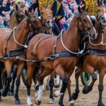 Cavallo di re Carlo morde turista in posa per foto Video