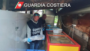 Cortina pesce scaduto nei ristoranti dei vip sequestro da 14 tonnellate