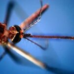 Dengue nel microbioma delle zanzare un batterio alleato per controllarla lo studio