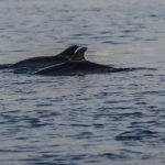 Giornata del Mediterraneo un mare di biodiversita da proteggere