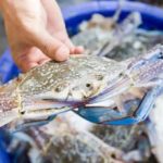 Pesca tra granchio blu e vermocane pescatori al palo attivita ridotta con picchi dal 70 al 100