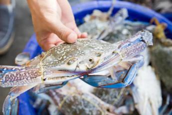 Pesca tra granchio blu e vermocane pescatori al palo attivita ridotta con picchi dal 70 al 100