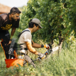 Vino a scuola di dendrochirurgia in vigna per combattere il mal dellesca con SimonitSirch