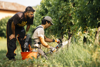 Vino a scuola di dendrochirurgia in vigna per combattere il mal dellesca con SimonitSirch