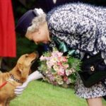 Dai Corgi di Elisabetta al Teckel di Margrethe cani passione reale