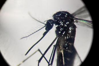 Dengue salgono a 412 i casi in Italia nel 2024 2 autoctoni