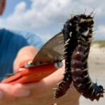 I vermi di fuoco in spiaggia lultimo incubo delle vacanze