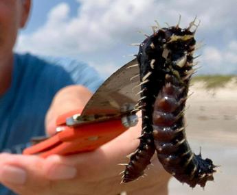 I vermi di fuoco in spiaggia lultimo incubo delle vacanze