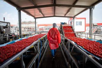 Pomodoro Mutti Campagna difficile da Nord a Sud in ansia per raccolto