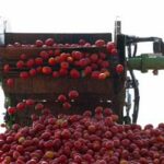 Pomodoro e basilico made in Italy al via stagione del raccolto Barilla