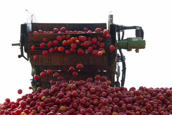 Pomodoro e basilico made in Italy al via stagione del raccolto Barilla