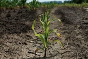 Agricoltura lo studio 5 lezioni dalla risposta al cambiamento climatico