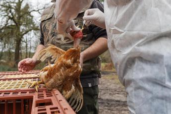 Aviaria 15enne morta in Cambogia