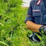 Borore NU Maxi sequestro di marijuana eseguito dai Carabinieri. Arresto convalidato 1 150x150 8sJuEW