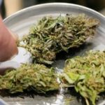 Cannabis Tar Lazio sospende il decreto del governo sul Cbd