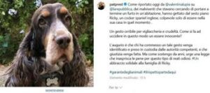 Morte del cane Ricky a Roma e giallo si cercano immagini telecamere