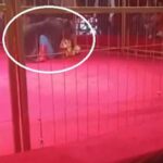 Orso si ribella al domatore panico al circo Video