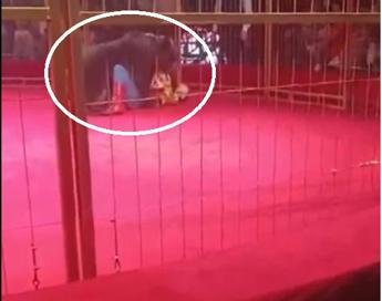 Orso si ribella al domatore panico al circo Video