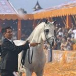 Roma confermato il Global Champions Arabians Tour al Circo Massimo