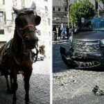 Roma scontro tra auto e botticella in centro ferito il cavallo