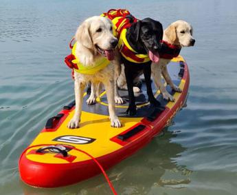 Sics cani salvataggio sempre pronti per salvare vite ma limpegno non si ferma in inverno