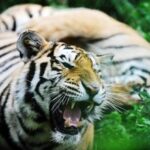 Tigre tenta di sbranare laddestratrice panico al parco divertimenti