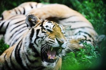 Tigre tenta di sbranare laddestratrice panico al parco divertimenti