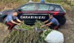 sequestro marijuana nuoro ritag 1 150x87 Tc1UoG