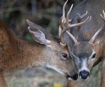 Abruzzo caccia ai cervi sospesa fino a 7 novembre soddisfazione animalisti