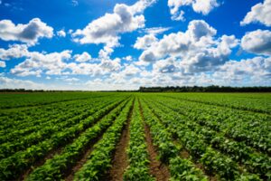 Agricoltura Farming for Future su quella biologica bene monito Corte dei Conti europea