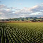 Agricoltura e biodiversita un piccolo passo verso la neutralita carbonica