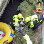 Capriolo finisce nel Naviglio salvato da vigili del fuoco Video