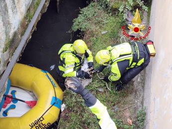 Capriolo finisce nel Naviglio salvato da vigili del fuoco Video