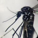 Dengue salgono i casi in Italia la situazione a Fano