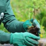 Inaugurata Foresta Levissima progetto di riforestazione in Val di Fiemme