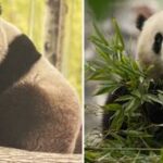 La Cina e lintramontabile diplomazia dei panda due nuovi arrivi negli Usa