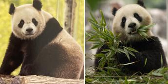 La Cina e lintramontabile diplomazia dei panda due nuovi arrivi negli Usa