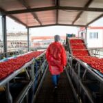 Pomodoro Mutti eroga 7 mln di incentivi a filiera agricola nellannata piu difficile di sempre