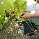 Servizio civile agricolo oggi esce il bando quali sono le prime informazioni