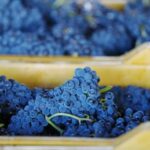 Vino tutto pronto per levento dedicato al Pinot Nero