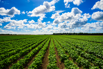 Agricoltura report clima pesa su produzione ma cresce biologico