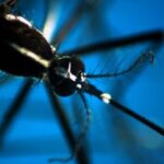 Malaria in Veneto sintomi e come si trasmette prevenzione e cura