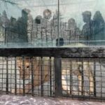 Putin e il regalo allamico Kim leoni orsi e yak da esporre allo zoo di Pyongyang