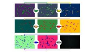 Tor Vergata e Ucla studio replica attivita cellulare con geni sintetici